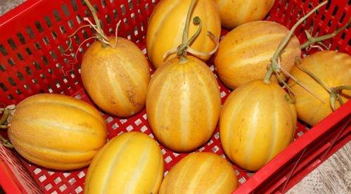 珍珠双倍快乐吃瓜,吃瓜盛宴来袭！