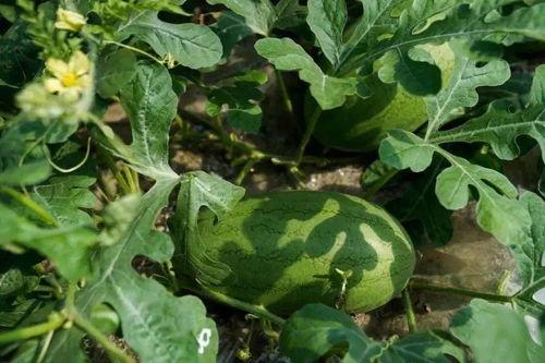 网络吃瓜有记忆吗,见证时代变迁的“瓜田”风云