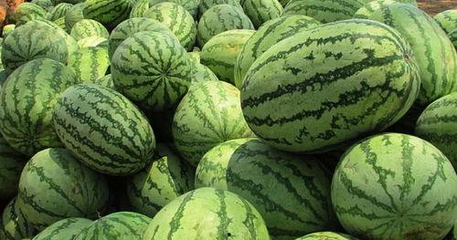 梦见自己找瓜吃,探寻梦中寻瓜的奥秘