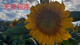 大西北吃瓜,一场别开生面的吃瓜盛宴