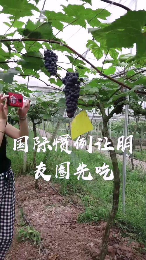 小姐姐吃葡萄瓜,小姐姐的甜蜜食光