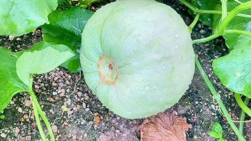 玉京的吃瓜生活,揭秘娱乐圈的吃瓜日常