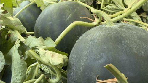 丽水水下吃瓜,一场别开生面的水下“吃瓜”盛宴