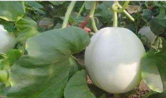 咳嗽可以吃白兰瓜吗,白兰瓜是缓解良方？探究瓜果对咳嗽的食疗作用