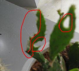 一只小虫吃瓜,揭秘瓜果中的奇妙世界