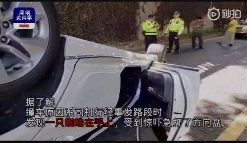 一只小虫吃瓜,揭秘瓜果中的奇妙世界