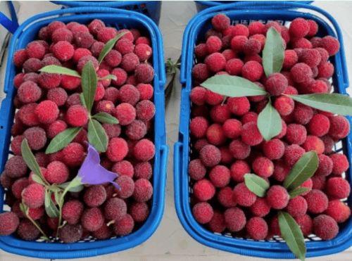 团团的日常吃瓜,揭秘娱乐圈那些事儿