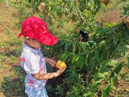 团团的日常吃瓜,揭秘娱乐圈那些事儿