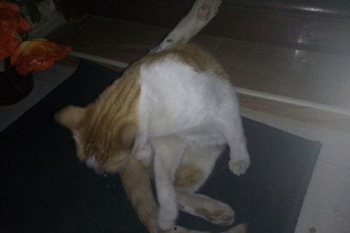 猫咪吃瓜罐头好吗,吃瓜罐头，猫咪的健康选择？