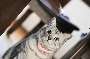 猫咪吃瓜罐头好吗,吃瓜罐头，猫咪的健康选择？