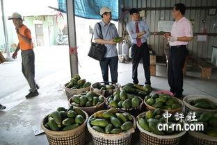 台湾人吃瓜视频