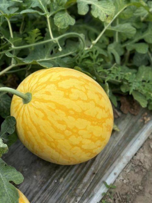 浙江厂里吃的瓜,甜蜜滋味里的工友生活剪影