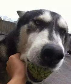 吃瓜狗子和我张悦,趣味互动背后的故事