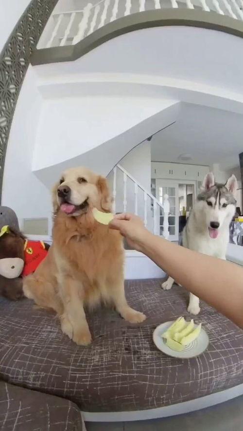 吃瓜狗子和我张悦,趣味互动背后的故事