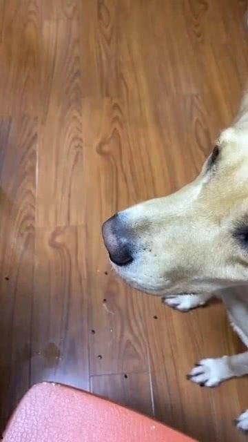 吃瓜狗子和我张悦,趣味互动背后的故事