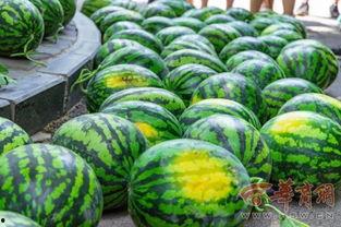 广西演艺学院 吃瓜,揭秘校园“吃瓜”风云录