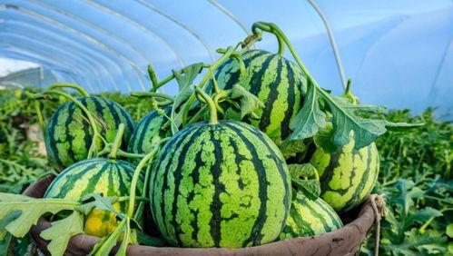 每天吃瓜的时间,揭秘娱乐圈的甜蜜与苦涩