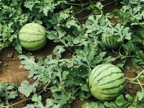 巴中吃瓜事件,一场引发社会热议的网络风波