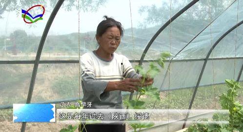 柳高吃瓜,揭秘校园里的那些“瓜”