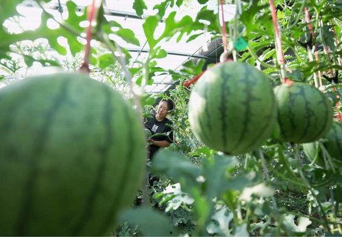 无籽瓜怎么吃,探索美味新境界