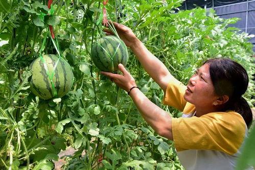 无籽瓜怎么吃,探索美味新境界