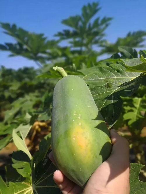 德红吃瓜,揭秘娱乐圈背后的那些事儿