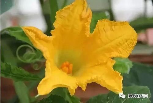 花花小说吃瓜,吃瓜群众眼中的娱乐圈风云