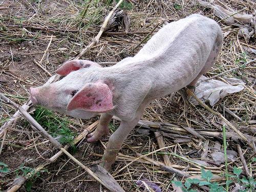 小乳猪吃瓜,小乳猪的夏日瓜果盛宴