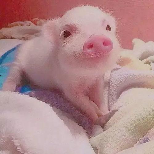 小乳猪吃瓜,小乳猪的夏日瓜果盛宴