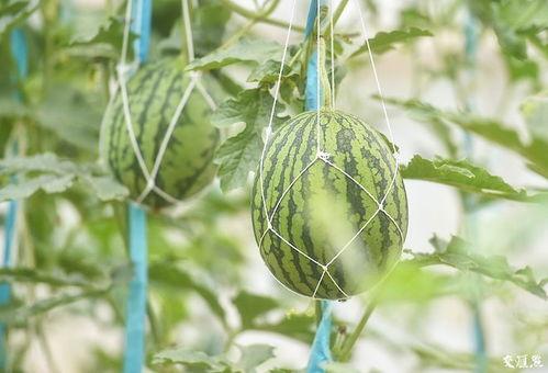梦见在园子里摘瓜吃瓜,园中摘瓜，瓜熟蒂落的美妙体验