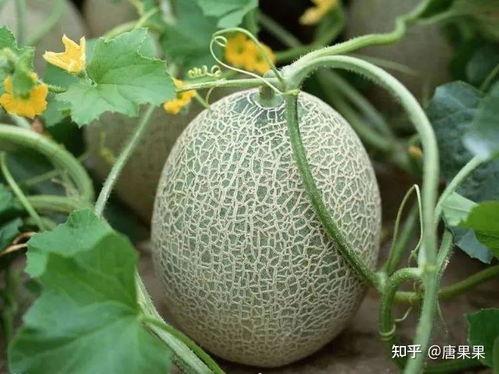 梦见在园子里摘瓜吃瓜,园中摘瓜，瓜熟蒂落的美妙体验