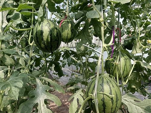 梦见在园子里摘瓜吃瓜,园中摘瓜，瓜熟蒂落的美妙体验