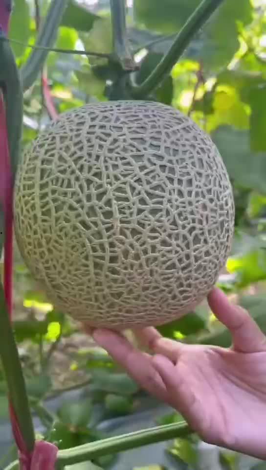 玲珑蜜瓜加热吃,热食新体验，甜蜜升级