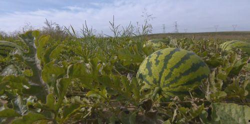 建宁市吃瓜群众,揭秘街头巷尾的热辣话题