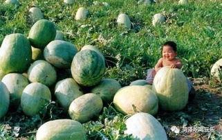 山东老干部吃瓜,吃瓜群众如何品味时代变迁