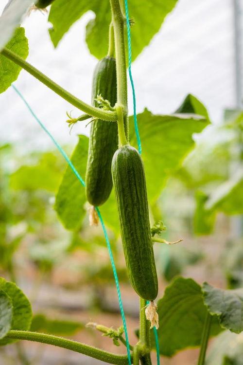 山东老干部吃瓜,吃瓜群众如何品味时代变迁