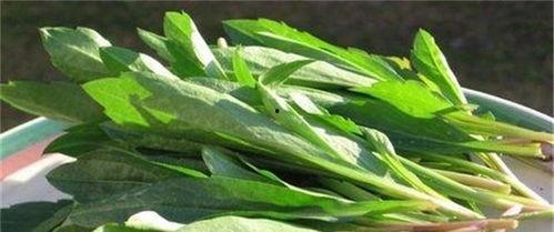 江西人吃马兰瓜,马兰瓜的独特风味