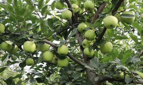 梦见自己吃大树瓜,揭秘梦中大口吃下大树瓜的神秘寓意