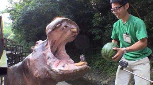 河马喜欢吃瓜,揭秘瓜类在河马饮食中的独特地位