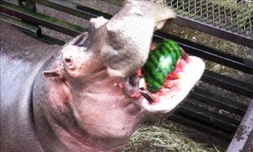 河马喜欢吃瓜,揭秘瓜类在河马饮食中的独特地位