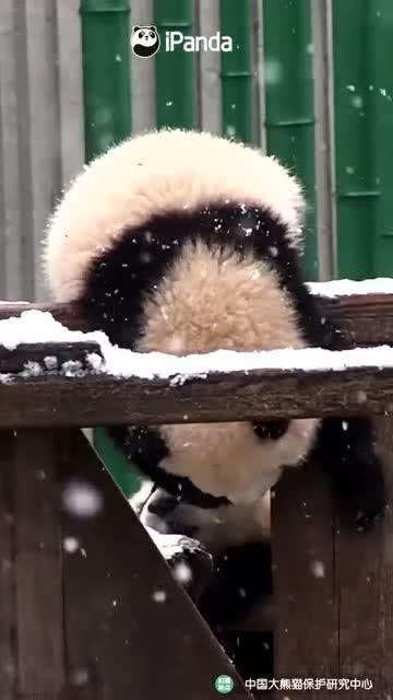 吃瓜熊小乖,揭秘娱乐圈的幕后故事