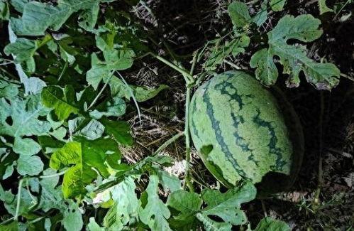 救人吃瓜,救人吃瓜背后的感人故事