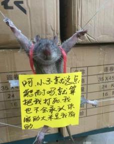 学生模仿老鼠吃瓜,趣味横生的校园生活瞬间