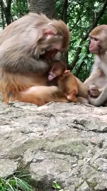 奶猴吃瓜,一场甜蜜的夏日食趣之旅