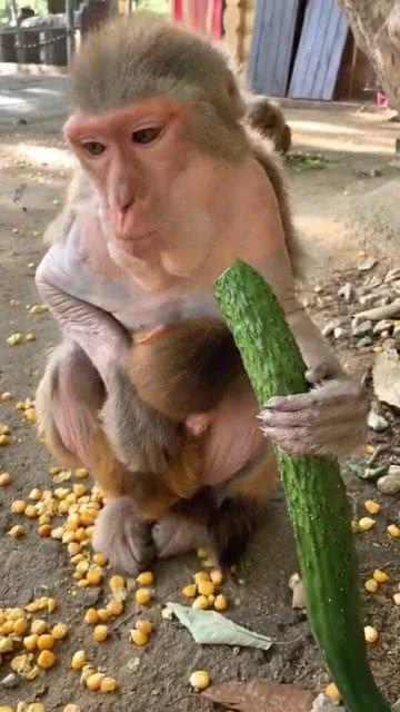 奶猴吃瓜,一场甜蜜的夏日食趣之旅