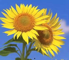 太阳花光遇吃瓜,探寻神秘瓜田的奇幻之旅