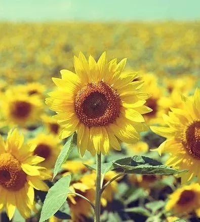 太阳花光遇吃瓜,探寻神秘瓜田的奇幻之旅