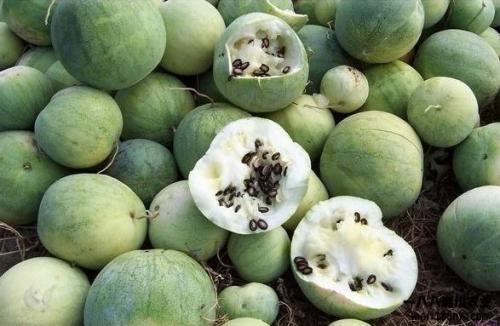 世界同台吃瓜,共享“吃瓜”盛宴