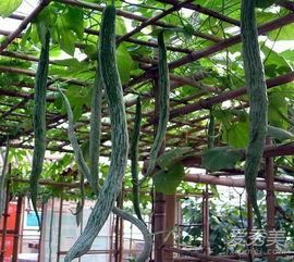 吃蛇瓜要削皮吃吗,是否需要削皮？