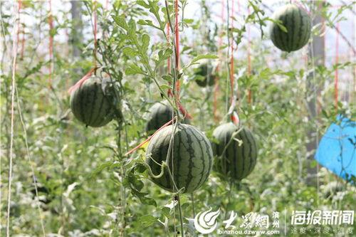 西昌吃瓜热门视频,一场视觉与味蕾的双重盛宴